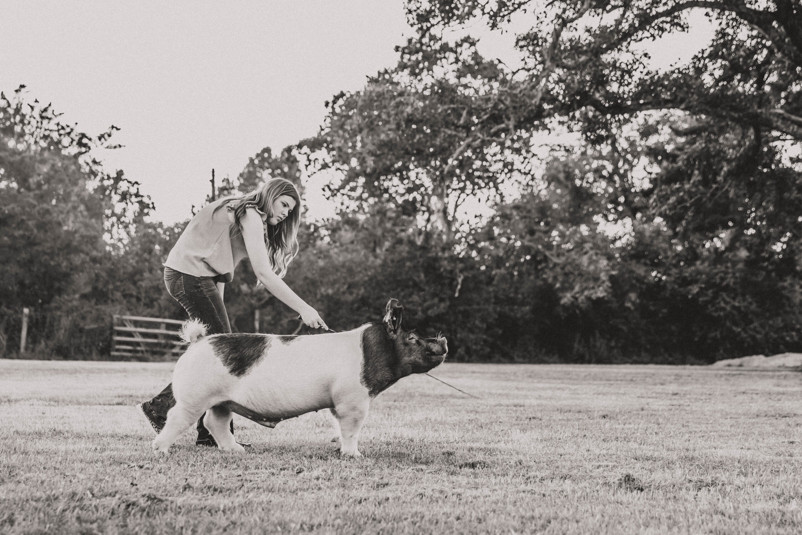 livestock senior